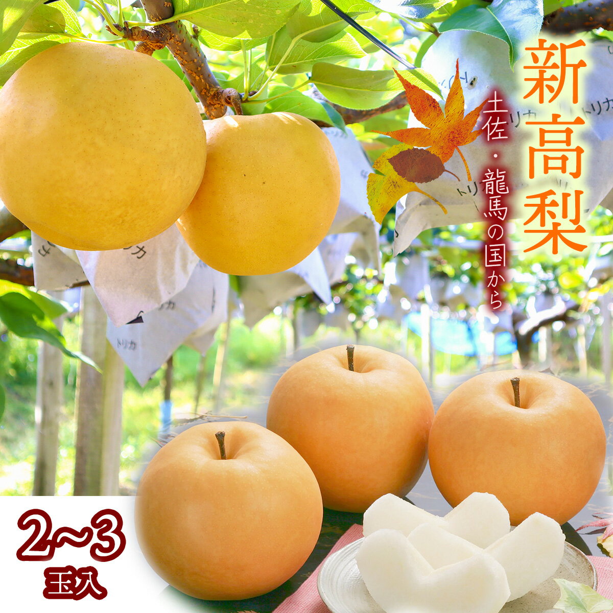 【ふるさと納税】2025年収穫★森本果樹園の新高梨2～2.5kg（2〜3玉）予約受付フルーツ特産品産地直送送料無料期間限定数量限定美味しいおすすめ10月旬
