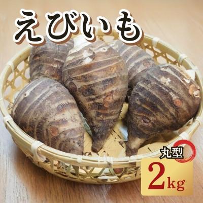 ふるさと納税 京都府 えびいも(里芋) 丸型 2kg(5-15個入) 伝統京野菜 煮物やあんかけ、素焼き、椀だねに