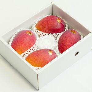 【2026年6月下旬から順次発送・家庭用】護佐丸マンゴー1.5kg(3～5玉)【配送不可地域：離島】【1676051】