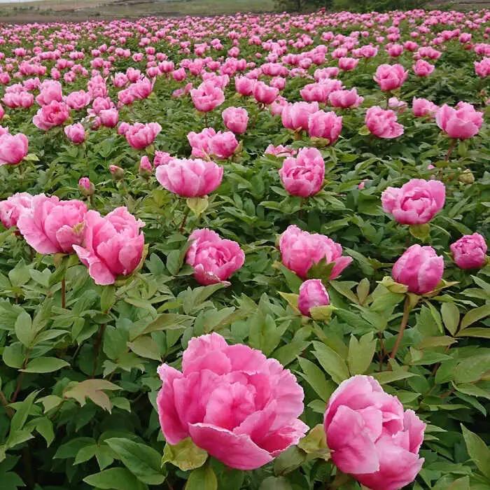 花【先行予約】【2026年12月上旬以降順次発送】松江大根島牡丹(宝寿ぼたん) 2輪咲き 島根県松江市/島根県農業協同組合くにびき地区本部[ALBC004] 花 花