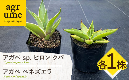 アガベ sp. ピロン クバ ＆ アガベ ベネズエラ 各1株 Agave sp pilon kuba ＆ Agave desmettiana 長与町/アグリューム[EAI197]