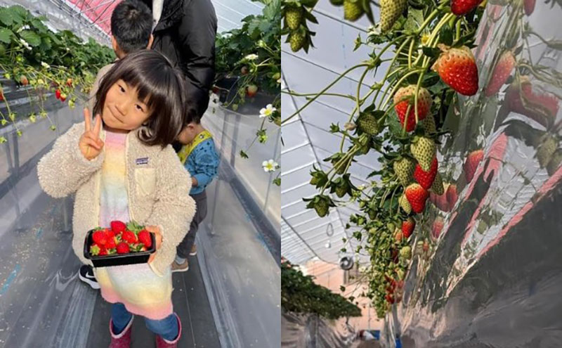 【2026年1月中旬出荷開始】【2回定期】いちご 古都華 約270g × 2パック フルーツ 果物 旬 産地直送 旬のフルーツ 旬の果物 お取り寄せ おやつ デザート 希少 ことか 苺 冷蔵 冷蔵配送