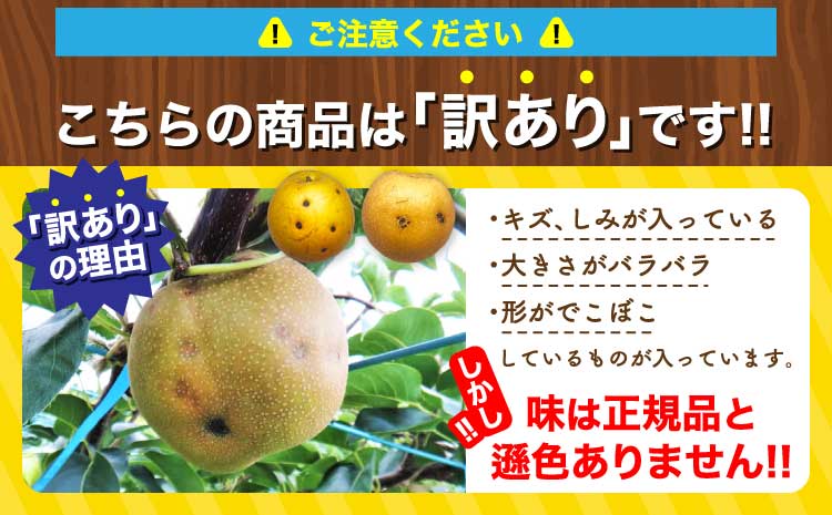 先行予約 訳あり 濃あま梨 約4kg 品種おまかせ 【2026年8月中旬から9月下旬発送予定】 梨 なし 秋月 幸水 豊水 新高 秋麗 甘太 和梨 お取り寄せ 冷蔵 国産 九州 熊本県 宇城市 小川町