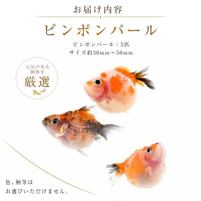 10営業日以内に発送 温水育ち ピンポンパール 5匹 otofarm IB148-003 ※北海道・沖縄・離島配送不可※金魚 金魚