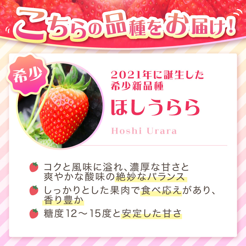【2027年1月～5月発送予定】【糖度12〜15度の希少品種】いちご  ほしうらら 約600g（約300g×2パック×1箱）3ヶ月定期便 ※お届け不可地域あり【121C-006-2027】