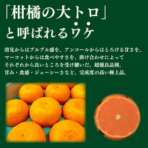 【せとか】 先行予約 訳あり せとか 3kg みかん 蜜柑