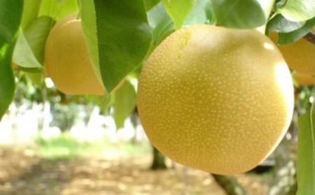 新興　先行予約 和梨 新興梨 5kg [11月上旬～順次発送予定] 新潟県産 新興 梨 新興 [岩福農園]