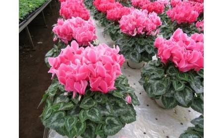 25_012-07-1　高橋園芸の秦野の花　シクラメン（6号）