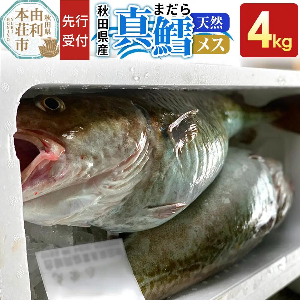 《先行受付》真鱈 【メス】 4kg 天然 漁師直送（配送期間 11月上旬～2月下旬）マダラ タラ 高級魚 たら まだら 魚