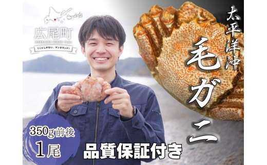 ボイル毛ガニ　350g　１尾（茹で冷凍）【けがに　ケガニ　毛蟹　毛がに　カニ　太平洋　北海道　広尾町　冷凍　ボイル　海鮮　グルメ】(0102)