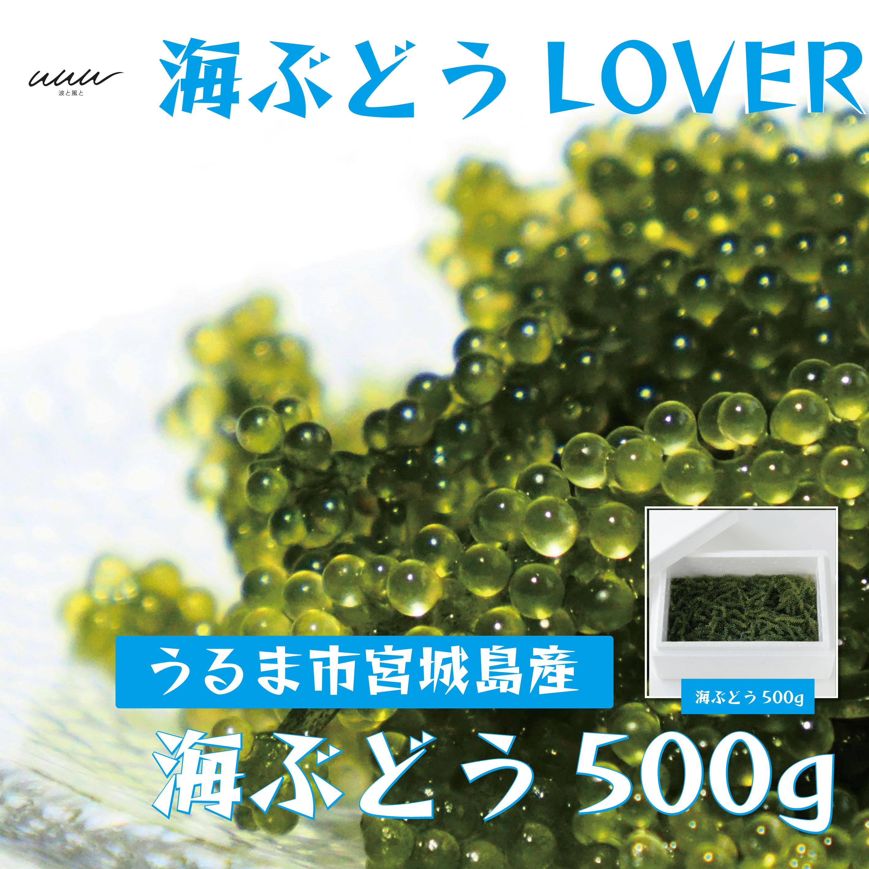 【ふるさと納税】海ぶどうLover　500gパック【2026年4月より順次発送】　沖縄　ふるさと納税　海ぶどう　ぷちぷち　大容量　サラダ　海鮮丼