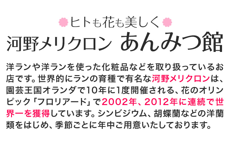 洋蘭 シンビジウム 3本 株式会社 河野メリクロン あんみつ館《12月上旬‐3月上旬頃出荷》蘭 ラン 洋ラン シンビジューム 世界一 花 鉢 記念日 送料無料 徳島県 美馬市 【配送不可地域あり】(北