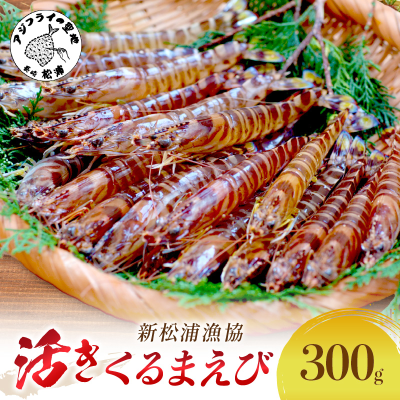 【宅配BOX不可】新松浦漁協　活きくるまえび300g（ふるさと納税 車海老 クルマエビ 車エビ 車えび くるまえび 海老 エビ えび 海鮮 送料無料 活き車えび）【B5-093】