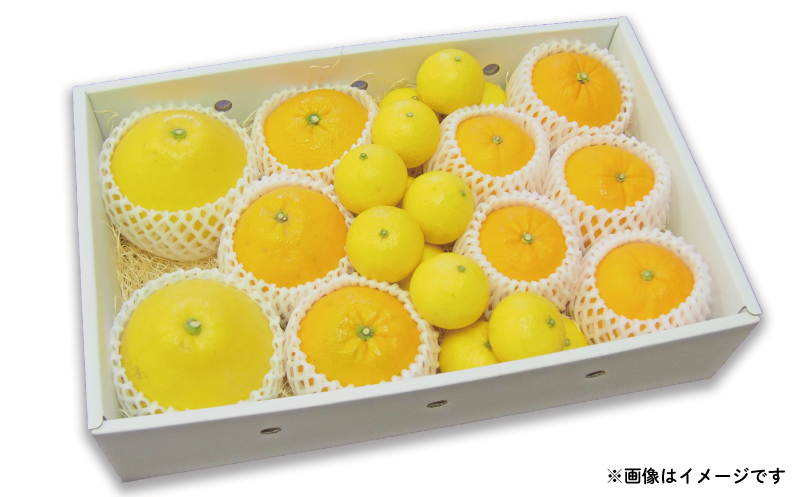 みかん 詰合せ 晩柑 竹 約 3kg 贈答用 特選 吉田みかん 矢野青果 秀品 贈答品 ギフト 高級 ネット掛け 柑橘 詰め合わせ セット 蜜柑 みかん 果物 くだもの フルーツ 愛媛蜜柑 愛媛みかん