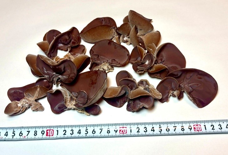 
            川西町産「生きくらげ」　生きくらげ150グラム
          