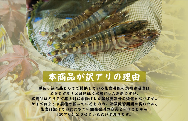 【スピード発送】訳アリ！お試し 加熱調理用 泉州車海老250g【TVで紹介されました！ 圧倒的企業努力】 G3703-1