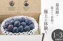 【ふるさと納税】 ぶどう 巨峰 甲州市産 1房入り 約500g 大粒 種なし ブドウ フルーツ 果物 葡萄 黒ぶどう 産地直送 2025年発送 数量限定 期間限定 自然農法 山梨 贈答 ギフト 家庭用 8月 9月 発送 （BNC） 【B12-485】