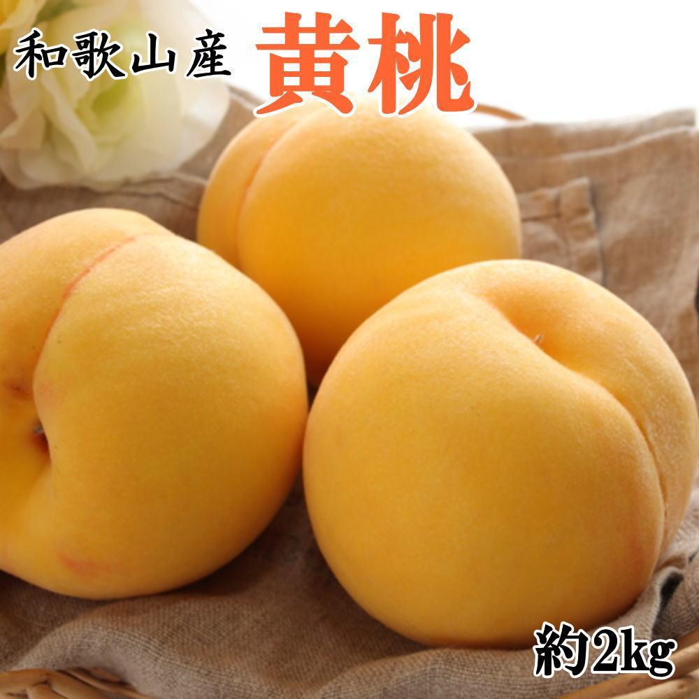 【ふるさと納税】人気 和歌山県産 黄桃（つきあかり、ゆめおうみ）約2kg【数量限定】 ★2026年7月中旬～8月上旬頃順次発送★【TM177】 | もも 桃 フルーツ 黄金桃 つきあかり 和歌山 果物 先行予約 期間限定 2kg 少量 食べきり 秀 贈り物 プレゼント 人気 おすすめ 産地直送