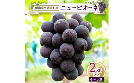 久米南ニューピオーネ2kg以上(4～5房)【1016878】