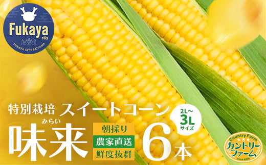 【農家直送】朝採りトウモロコシ『味来（みらい）』6本　ジュワッと弾ける美味しさ！　【11218-0468】