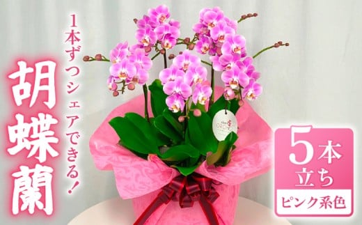 お取り分けできる胡蝶蘭 ミディー胡蝶蘭 ピンク系 7号 5本立ち ラッピング付き 寄せ植え 花 お花 flower 植物 シェアオーキッド 家庭用 鑑賞 インテリア 贈答 記念日 ギフト プレゼント お祝い 祝い 誕生日 還暦 米寿 お歳暮 お中元 贈り物 送料無料 ふるさと納税 千葉県 旭市 椎名洋ラン園 sye016