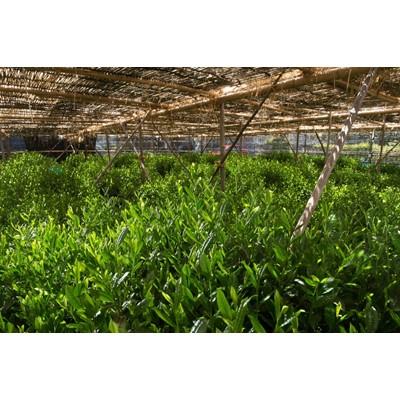 ふるさと納税 宇治市 本ず玉露　100g |  | 02