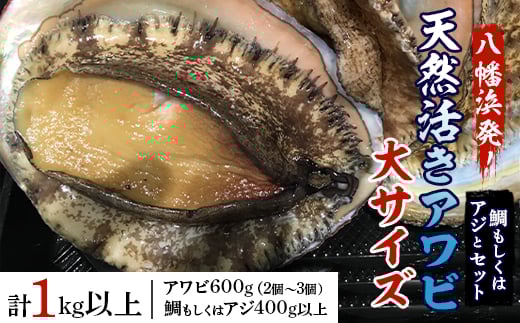 八幡浜発!竹中水産の「アワビ三昧大サイズ」600g(鯛もしくはアジとセット)　＜H22-212＞_ 鮑 あわび アワビ 活きあわび 魚介 魚介類 海鮮 天然 活き 鮮魚 刺身 冷蔵 大サイズ セット 食べ比べ BBQ 【1043108】