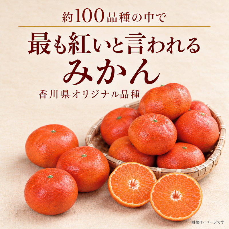 みかん 小原紅早生 金時紅 香川県産 国産 約3kg L〜Sサイズ混合 糖度11度以上 甘い 果皮が紅い 品種登録 柑橘 ミカン 蜜柑 こはらべにわせ フルーツ 果物 くだもの 果物類 デザート おや