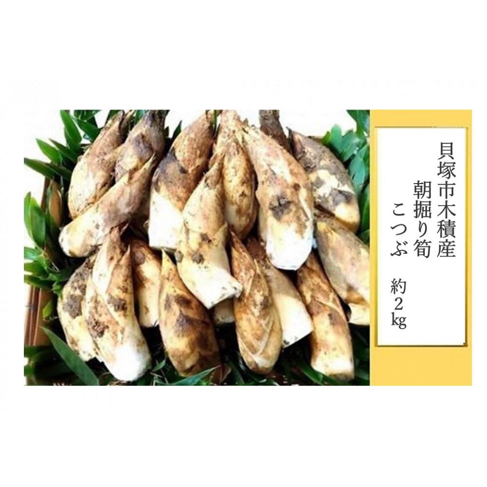 【ふるさと納税】＜先行予約＞貝塚市木積産　朝掘り筍　こつぶ約2kg