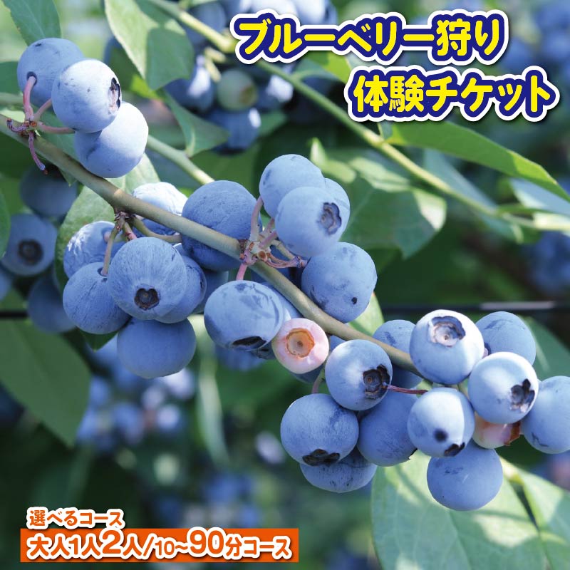 【ふるさと納税】 ブルーベリー 狩り 体験 チケット 選べる コース 10分 大人 2人 40分 大人 1人 2人 90分 大人 1人 2人 思い出 農園 観光 フルーツ狩り 果物 徳島県 阿波市