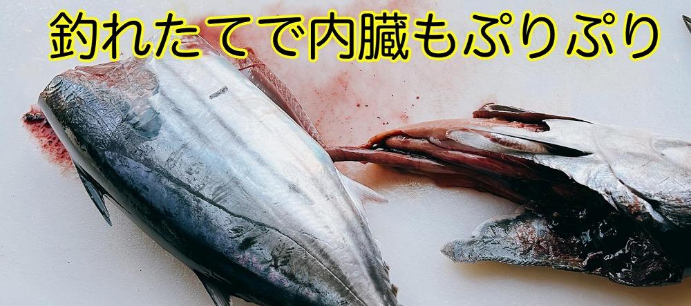 もちもち食感ビリかつお刺身300gｘ2節