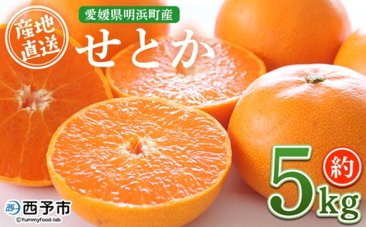 【先行予約】＜産地直送 愛媛県明浜町産 せとか 約5kg＞ ※2027年3月上旬～3月下旬迄に順次出荷 セトカ 果物 くだもの みかん ミカン 柑橘 フルーツ 柑橘類 果実 高級 糖度 果汁 柑橘の大トロ 甘い 国産 5キロ 特産品 宇都宮農園 愛媛県 西予市【常温】