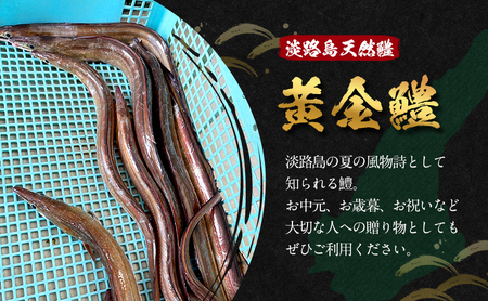 淡路島天然鱧 黄金鱧 鱧すき・湯引きセット 4～5人前 自家製濃縮出汁付き 兵庫県 洲本市 淡路島