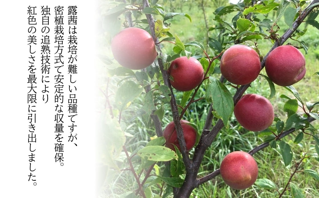 小高の露茜（完熟熟成冷凍梅）　2Kg詰め