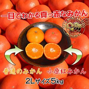 先行予約 小原紅早生みかん 約5kg 2Lサイズ 香川県産みかん