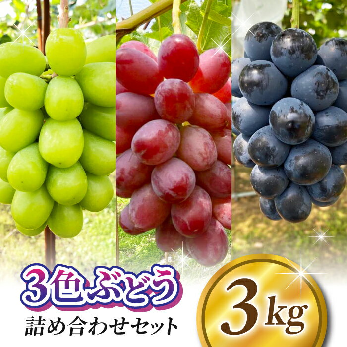 【ふるさと納税】【おぎはら園】農家直送！贈答用3色ぶどうの詰め合わせセット 3kg（6～10房）｜シャインマスカット、種なし巨峰、ナガノパープル 、クイーンニーナ、クイーンルージュ®など　※2025年9月中旬～10月上旬順次発送