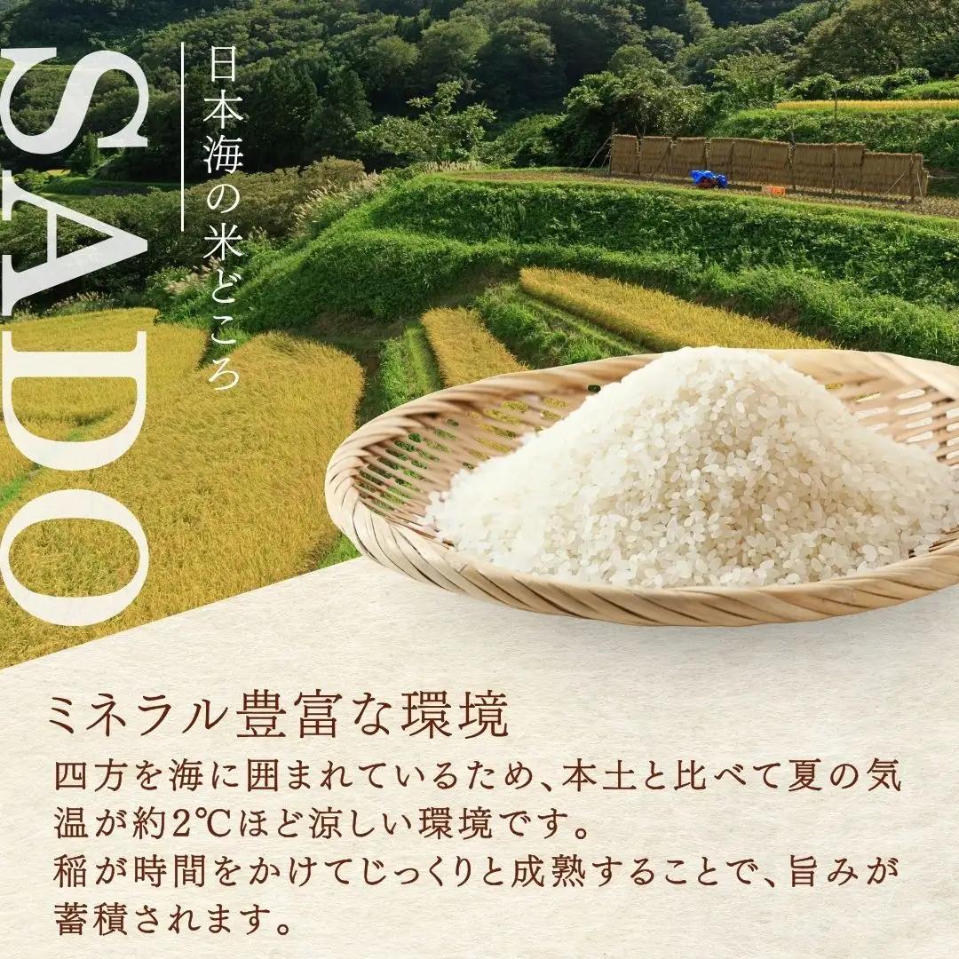 ササニシキ 玄米 10キロ | 新潟県 佐渡市 コシヒカリ