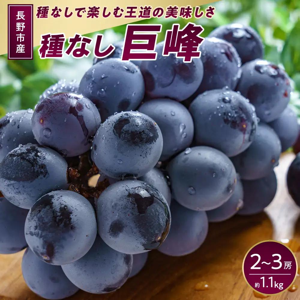 長野市産 種なし巨峰 約1.1kg【2026年9月中旬以降出荷分】 | 巨峰