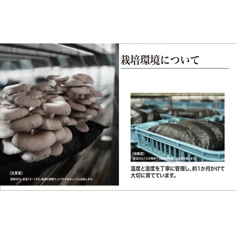 京都府産オーガニック　ヒラタケ（6パック入り約840g）
