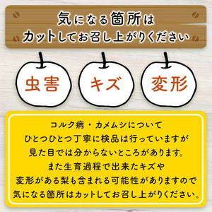＜先行予約受付中！8月下旬～11月上旬発送予定＞＜数量限定＞こばやし農園プレミアム新甘泉梨(計3kg・5～8玉) ふるさと納税 境港市 特産品 ジューシー 完熟 なし ナシ 果物 くだもの フルーツ 