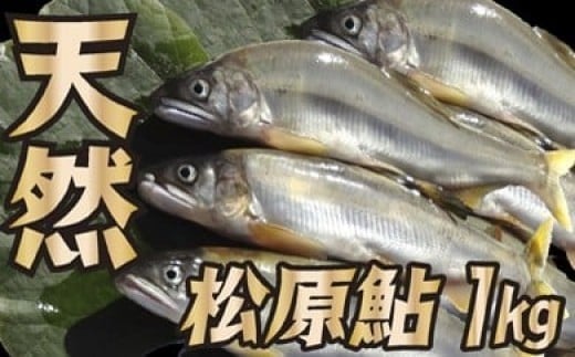 MA山形県小国川 【天然】 松原鮎