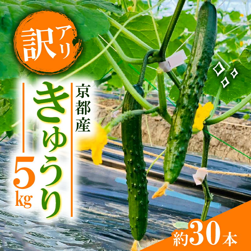 【ふるさと納税】 【訳アリ】きゅうり 5kg 訳あり 京都府 野菜 サラダ おつまみ 夏 漬物 ボリューム ファミリー 料理 キュウリ 30本