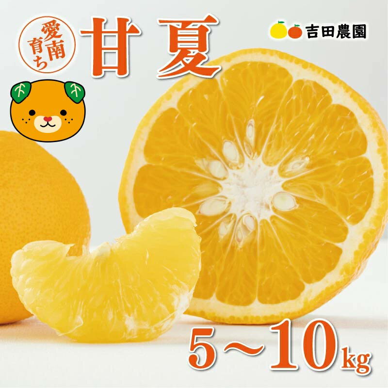 【ふるさと納税】 数量限定 先行予約 選べる容量 甘夏 5kg 10kg みかん あまなつ 夏みかん グレープフルーツ だいだい 産地直送 国産 農家直送 期間限定 特産品 マーマレード ピール ジュース デザート 人気 甘い おいしい フルーツ 果物 柑橘 蜜柑 吉田農園 愛南町 愛媛県