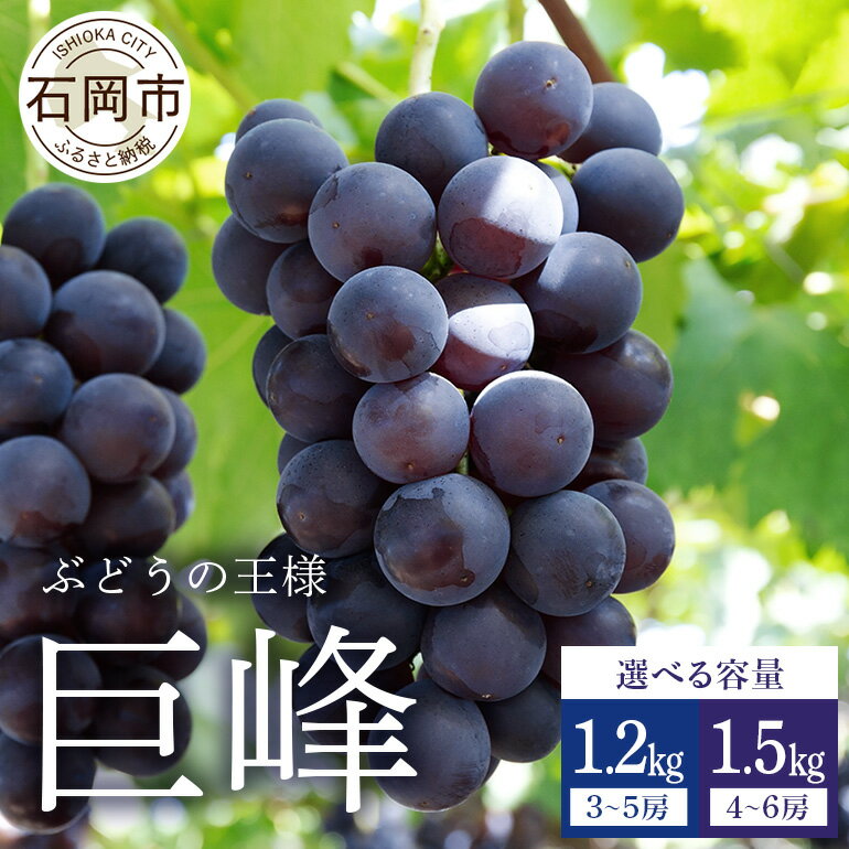 【ふるさと納税】【 2025年 先行予約 】 巨峰 ( 種あり ) 1.2kg 3房〜5房 1.5kg 4房〜6房 鈴木ぶどう園 ぶどう ブドウ 国産 果物 くだもの 葡萄 フルーツ 1.5キロ 8月 下旬 9月 10月 発送 夏 秋 旬 品種 茨城県産 産地直送 産直 農家直送 冷蔵 石岡市 送料無料 (A07-001)