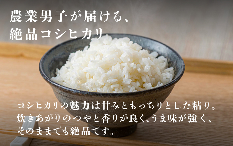 ＜2025年11月以降 順次発送予定＞令和7年産　コシヒカリ　定期便（3ヶ月連続お届け）計30kg（(5kg × 2袋) × 3回） 定期便（3ヶ月連続お届け）計30kg（(5kg × 2袋) × 3