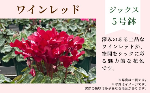 【カラー：ワインレッド】 農林水産大臣賞受賞  愛知県産 シクラメン ５号鉢 ジックス 花  プレゼント 贈り物 鉢花 鉢 ガーデン ガーデニング 高品質 クリスマス -280