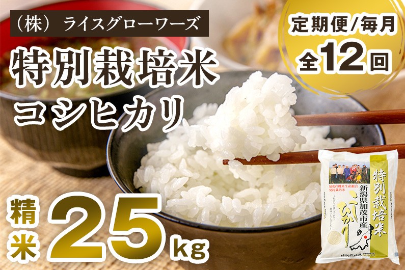 
                  【令和7年産】【定期便12ヶ月毎月お届け】新潟県加茂市産 特別栽培米コシヒカリ 精米 25kg（5kg×5）《順次出荷》 従来品種コシヒカリ 新潟県産コシヒカリ 新潟産コシヒカリ 新潟コシヒカリ 新潟県産こしひかり 新潟産こしひかり 新潟こしひかり コシヒカリ こしひかり お米 白米 米 定期便 （株）ライスグローワーズ
                