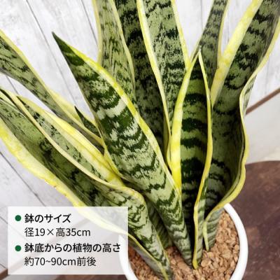 ふるさと納税 糸島市 マイナスイオン発生 サンセベリア・ローレンチー大 スリムポットL 糸島市 [AWB040] |  | 01