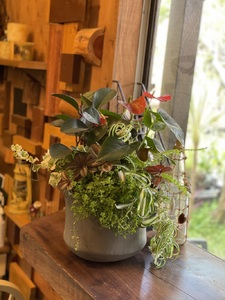 a27-010　セラミス アレンジメント 季節のグリーンの寄せ植え おまかせ
