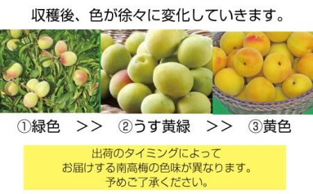 【梅干・梅酒用】（4Lまたは3L－2Kg）熟南高梅＜2025年6月上旬～7月上旬ごろに順次発送予定＞/ 梅 生梅 梅干し 梅シロップ 青梅【art006A】